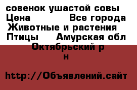 совенок ушастой совы › Цена ­ 5 000 - Все города Животные и растения » Птицы   . Амурская обл.,Октябрьский р-н